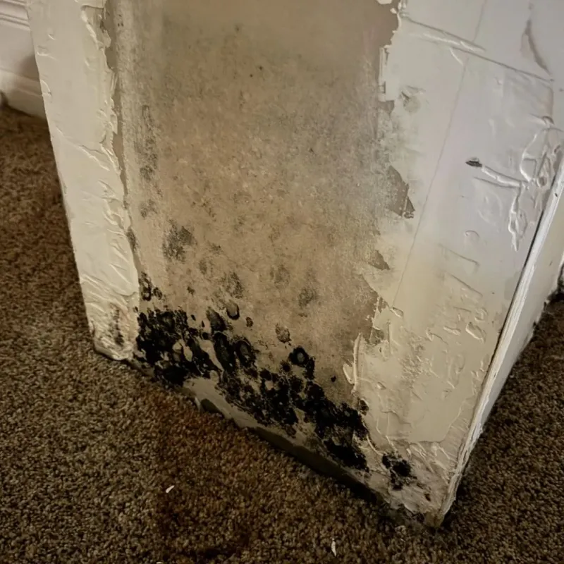 Professional Mold Removal in Bellevue, IL